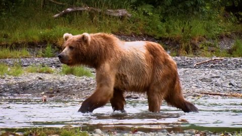 CIRCA 2000s - A Kodiak Bear (Ursus arctos middendorffi) fishing in a creek, NWR Alaska, 2007