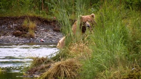 CIRCA 2000s - A mother Kodiak Bear (Ursus arctos middendorffi) fishing in a creek with her cubs, NWR Alaska, 2007