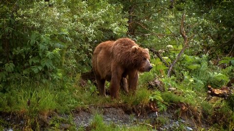 CIRCA 2000s - A mother Kodiak Bear (Ursus arctos middendorffi), National Wildlife Reserve Alaska, 2007