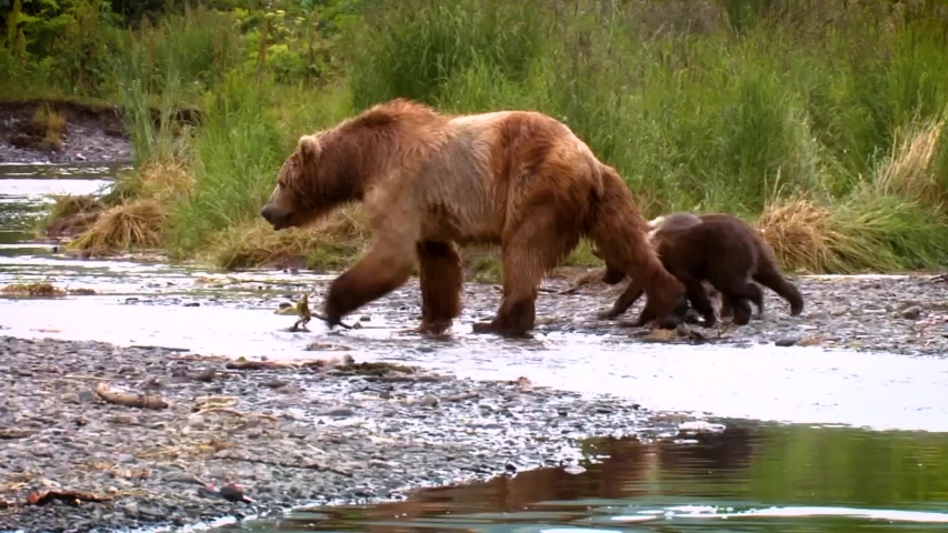 CIRCA 2000s - A mother Kodiak Bear (Ursus arctos middendorffi) and her cubs fishing in a creek, NWR Alaska, 2007