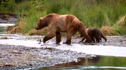 CIRCA 2000s - A mother Kodiak Bear (Ursus arctos middendorffi) and her cubs fishing in a creek, NWR Alaska, 2007