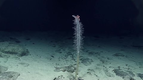 CIRCA 2010s - Footage from NOAA's exploration of biodiversity hot spots in the Mariana Trench, 2016