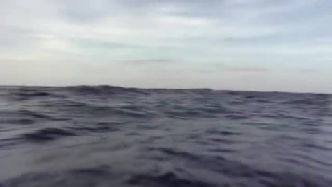 CIRCA 2010s - ROV dive from NOAA Ship Okeanos Explorer to see a wreck in the Gulf of Mexico, 2012