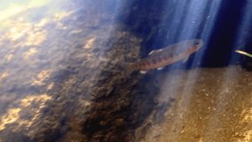 CIRCA 2010s - Underwater footage of a Golden Trout, 2016
