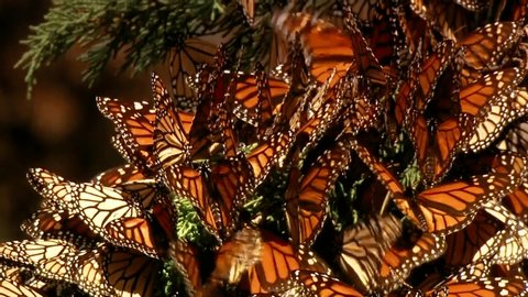 CIRCA 2010s - A large group of newly born Monarch butterflies begin to fly and rest on a pine tree