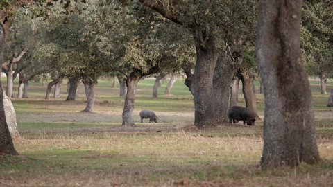 Free range Iberian pigs in the pasture eating acorns under the holm oaks. Montanera. Andalusia Spain