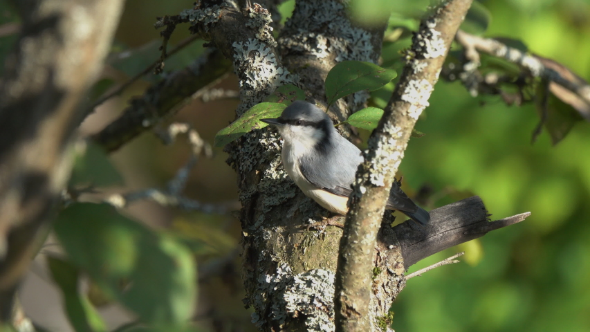 Birds Eurasian Nuthatch or Wood Nuthatch (Sitta europaea)  sits on a branch