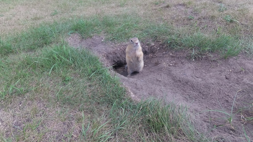 gopher near its hole eats corn stick