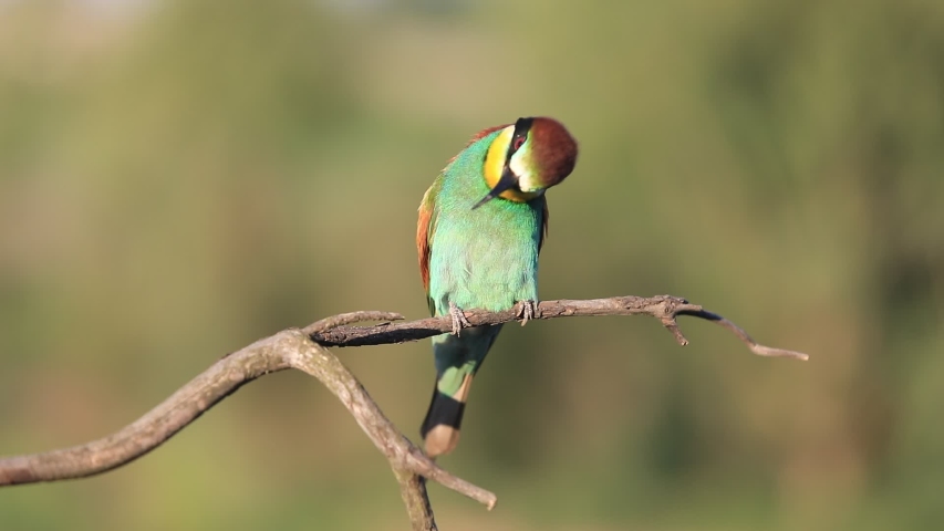European bee-eater - Merops apiaster - on a branch in the morning