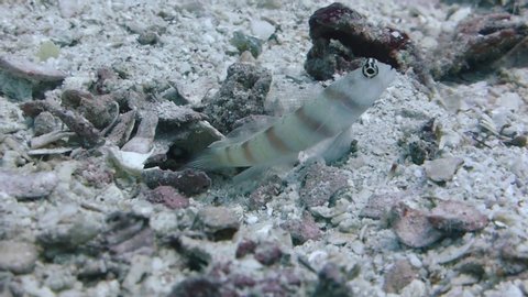Goby shrimp clears debris from the entrance of a burrow it shares with a Red Margin Goby fish.