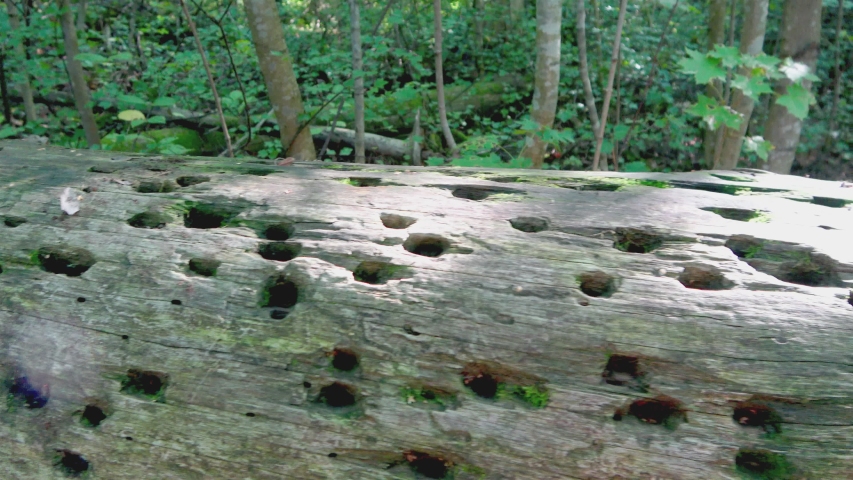 Trunk with holes made of insects