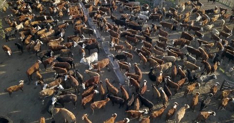 Aerial view of a cattle corral, with a lot of cows and the farm beside, in Entre Rios, Argentina