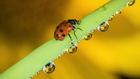 Ladybug walk around dew drops with refractions of sunflower time lapse video