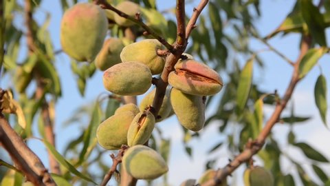 Almond nuts ripening on tree, close up. Almond tree with ripening fruit in autumn at sunset. Almonds growing on a branch in orchard. Almonds in shell ready for harvest. Prunus dulcis. 