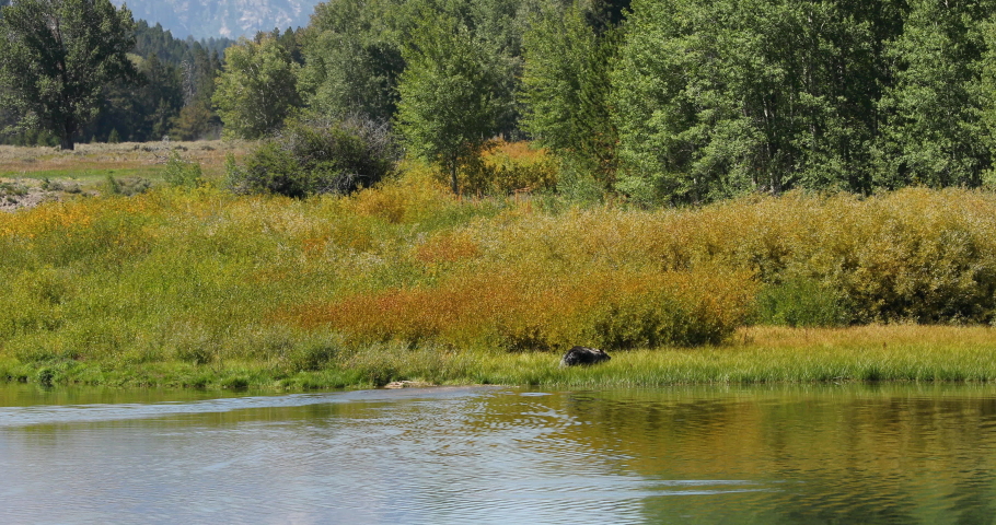 
Grand Teton National Park bear swims across Snake River. Destination for mountaineering, hiking, fishing and recreation. Over 2.5 million visitors a year.
