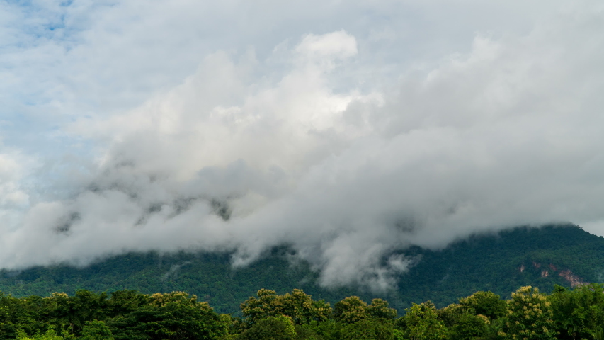 Beautiful Misty landscape with fir forest