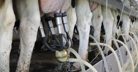 Closeup of milking machine milking a dairy cow. Holsteins being milked from their udder via a milk claw. Dairy farm processes.