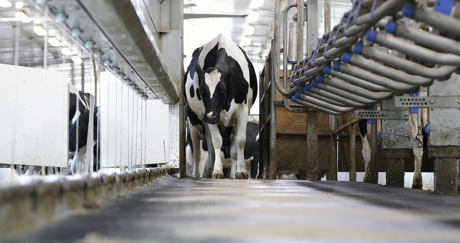 MILKING-PARLOR Footage, Videos and Clips in HD and 4K - Avopix.com