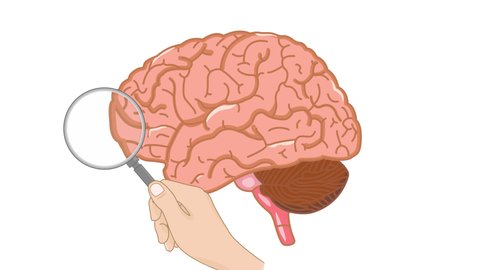 Holding a Magnifying Glass Sliding through The Brain, 2D flat design illustration motion graphic about human anatomy, healthcare and medical science animation.