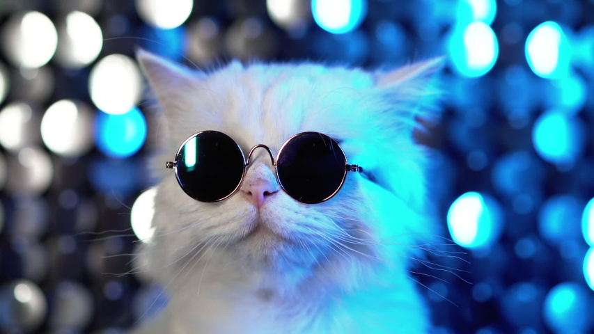  Luxurious domestic kitty in glasses poses on silver blue background. Portrait of disco furry cat in fashion eyeglasses on studio neon shining wall.