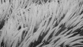 Black and white video of grass flowers in the wind