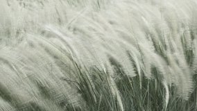 High speed moving of white grass flowers in the wind