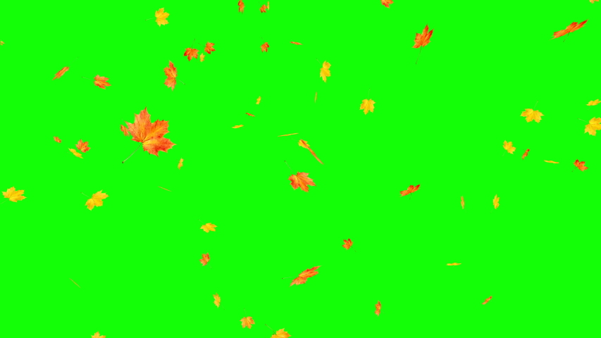 Maple autumn leaves falling, loop. Royalty-Free Stock Footage #1036496363