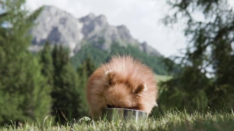 small pomeranian luxury orange nano dog is eating dog food from silver bowl on summer afternoon in nature, next to dolomite alps mountains and forest in bolzano trentino alto adige italy august 2019 