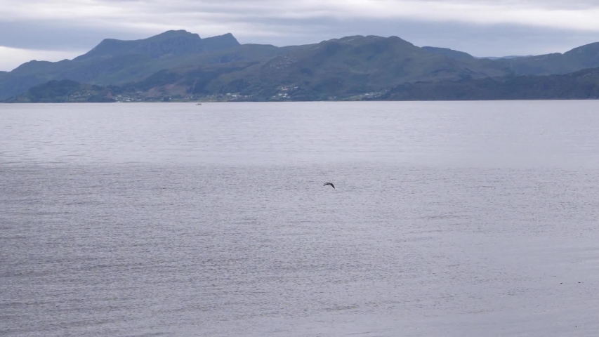 An eagle flies over the ocean in search of prey