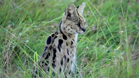 A serval in the savannah looks away