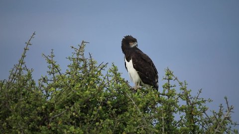 Black-Chested Snake Eagle is on a tree in Kenya