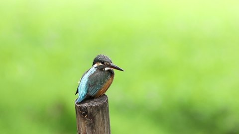 Common Kingfisher (Alcedo atthis) female, beautiful color with fish catch on perched a branch