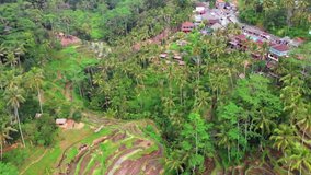 This video is about Bali Tagalalang Rise Fields - dolly forward
The jungle nature of Bali with Rise Paddies and a cultural village. A populair tourist place for the exiting traveler in Indonesia. 