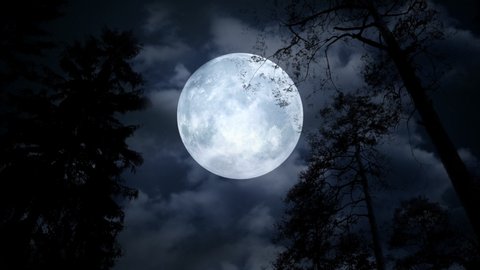 Centered full moon behind tree branches on cloudy night. Looking up at giant moon shining on silhouettes of trees during a walk.