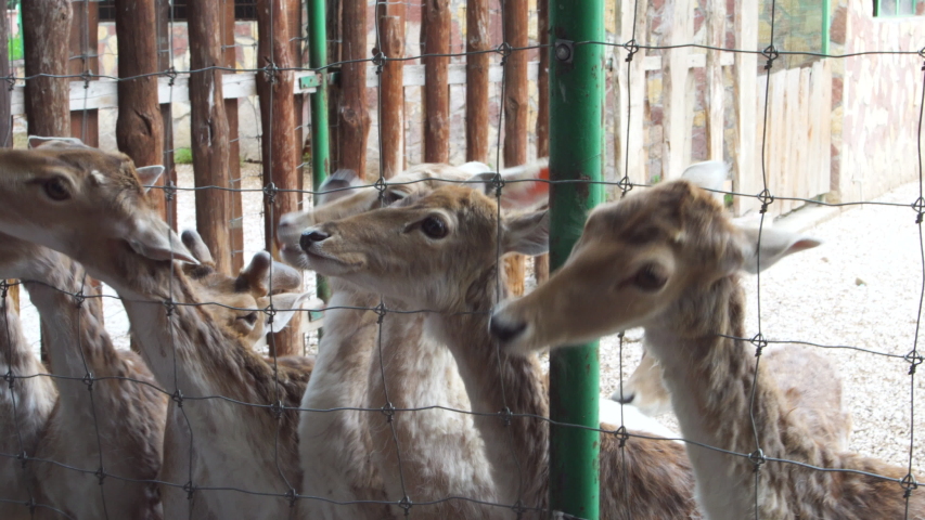 Bambi deers behing metal fence waiting for food
