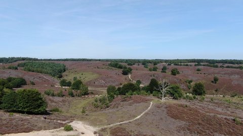 Descending 4k aerial video of blossoming purple heath and dead white tree in national park the Veluwe
