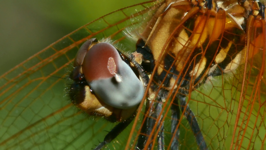 Dragonfly Close-up Macro Video Nature
