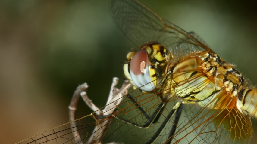 Dragonfly Close-up Macro Video Nature