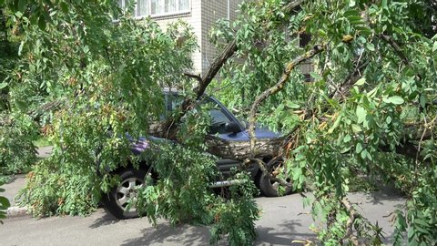 Kiev, Ukraine - 8th of August 2019: 4K Ill-fated jeep damaged under a fallen tree in the middle of the street
