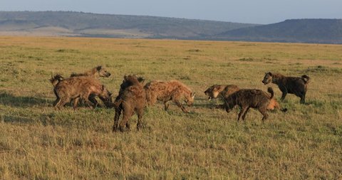 A group of hyena attacks lionesses in the savannah