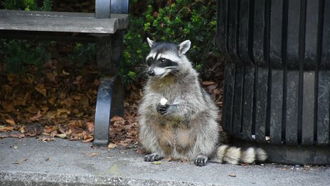 Raccoons (Procyon lotor) eating garbage or trash in a can invading the city in Stanley Park, Vancouver British Columbia, Canada.