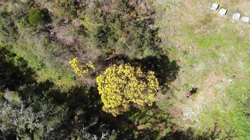 A young man is discovering beehives in the forrest