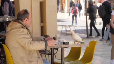 Atene / Greece - 07 28 2019: Lonely man eating with a Pigeon on restaurant table. Bird on dine board with Adultu Human Male eats.