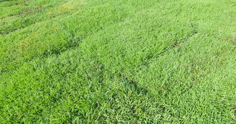 Background Grass Windy Day Super Slow Stock Footage 100 Royalty Free 24268541 Shutterstock Background Grass Windy Day Super Slow, Rey S Grass Farming