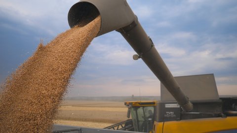 KHARKIV, UKRAINE - AUGUST 2, 2019: Combine loading harvested wheat grains in truck at evening. Yellow dry kernels falling from harvester auger. Beautiful sky at background. Concept of harvesting.
