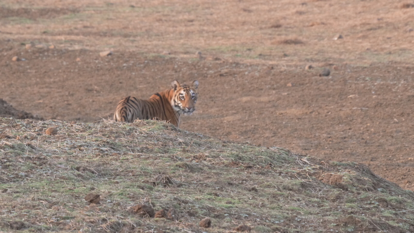 A tiger cub starts walking away reserve in india | Shutterstock HD Video #1036535864