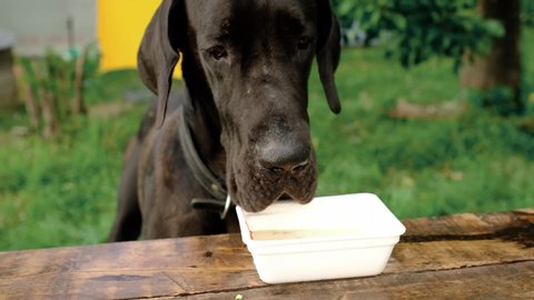 great Dane eats Chinese noodles from the table