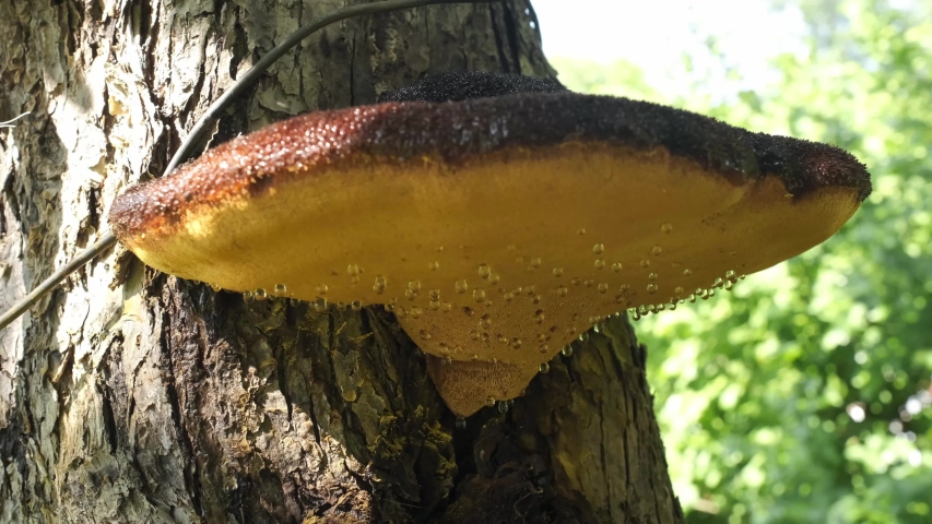 mushroom growing on a tree