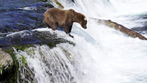Grizzly bear bats at fish at waterfall