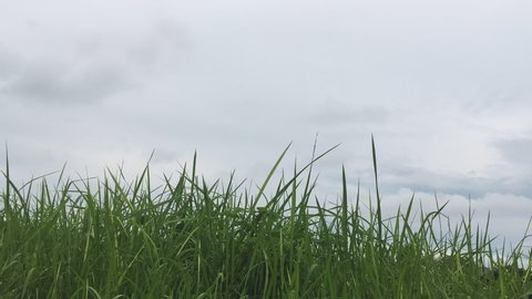 Time lapse green grass wind moving with clouds background under view